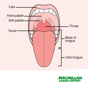 Annotated diagram of open mouth, showing names of parts of the mouth
